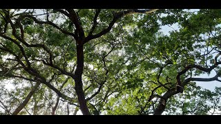 15. Letea. What An Old Woman Thinks About Life