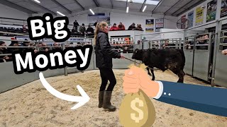 Cattle trade is on FIRE!! - BIGGEST cow I've ever seen in my life 😳