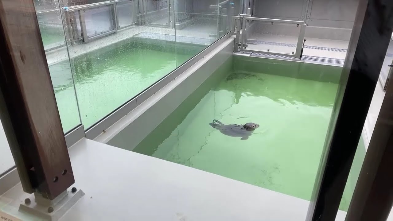 Прямая трансляция Всемирного дня животных с тюленями 🦭✨