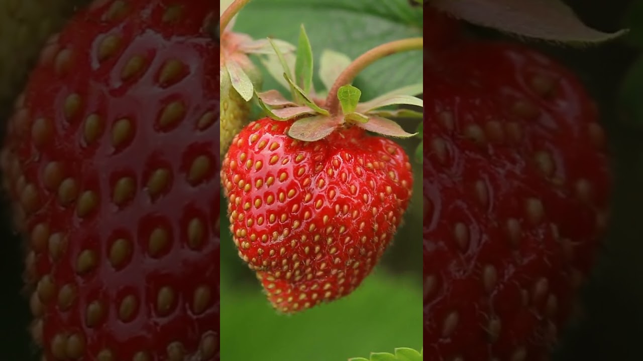 Fascinating Fruit Fact: Seeds on the Outside Explained! | SGK English