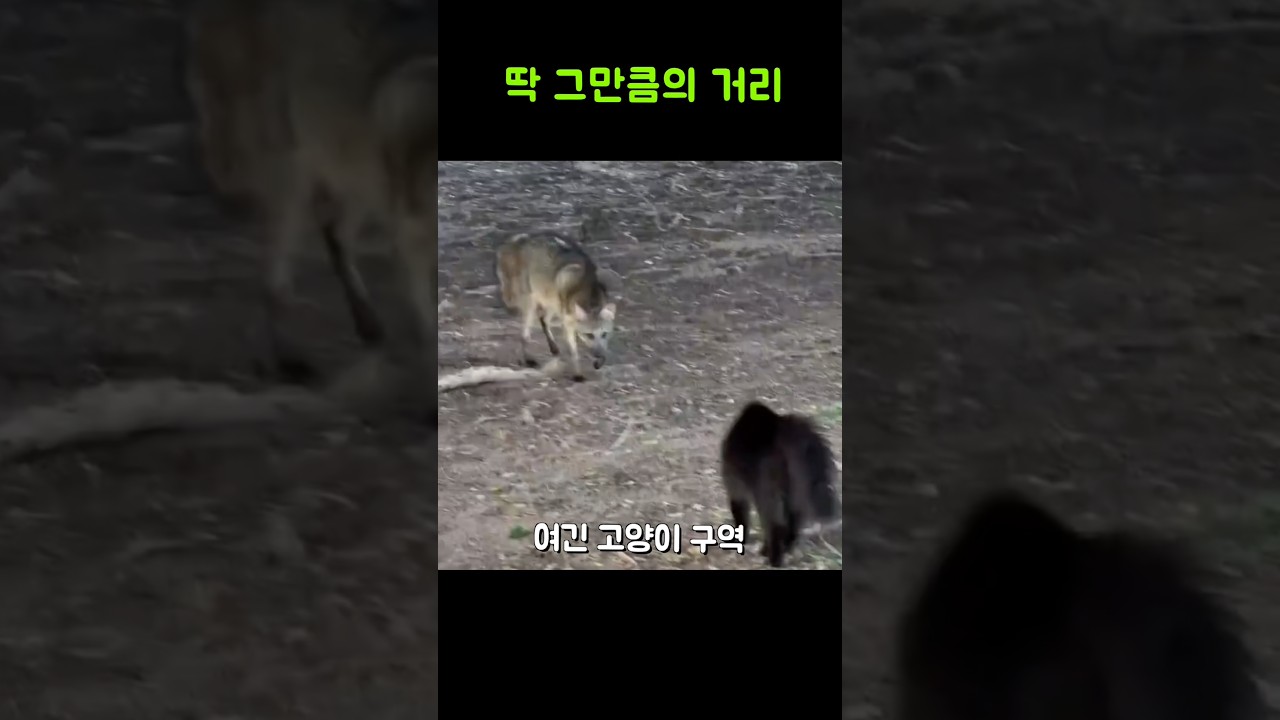 고양이가 여우를 말없이 쫓는다 #고양이 #자연