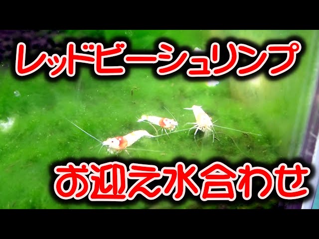 The long-awaited Red Bee Shrimp has begun - YouTube
