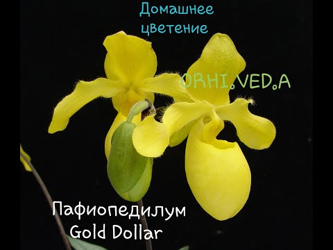 Пафиопедилум Gold Dollar _ Первое домашнее цветение _