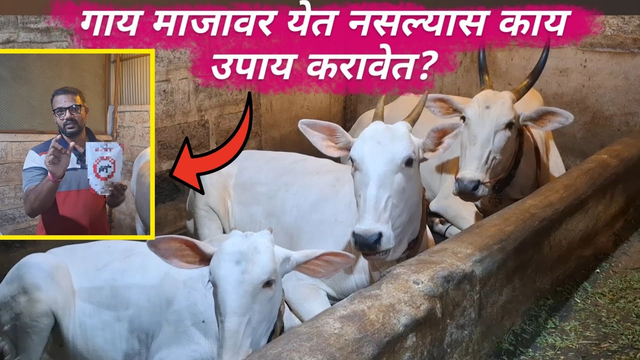 गाय माजावर येत नसल्यास काय उपाय करावेत? 🤔