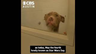 Williamson County Regional Animal Shelter offering $4 adoptions