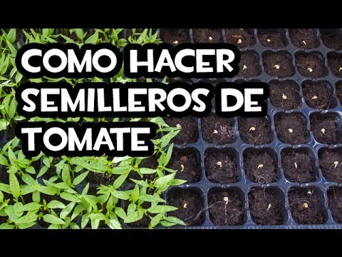 Video: Cómo Hacer Plántulas De Tomate
