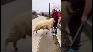 vixe maria 😂#comédia #funnyvideos