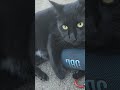 She She Attacks Bluetooth