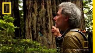 Saving the Redwoods | National Geographic