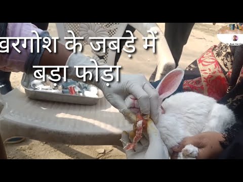 Big size abscess in Rabbit | खरगोश के जबड़े में बड़ा फोड़ा #abscess# ...