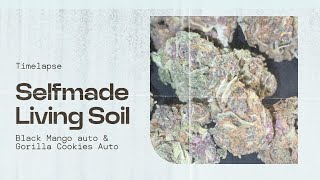 42Fastbuds Gorilla Cookies Auto & Nordkraut Black Mango Auto from seed to Harvest Timelapse 80 days
