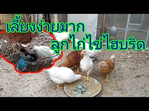 เลี้ยงไก่ไข่ไฮบริดไม่ใช่เรื่องยาก