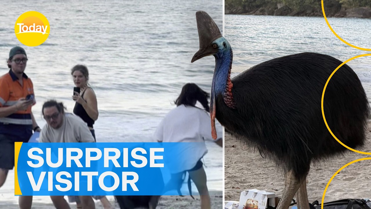 Massive cassowary crashes picnic | Today Show Australia