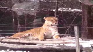 Liger Panthera Leo Panthera Tigris