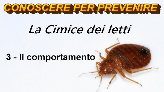 Biologia delle Cimici dei Letti