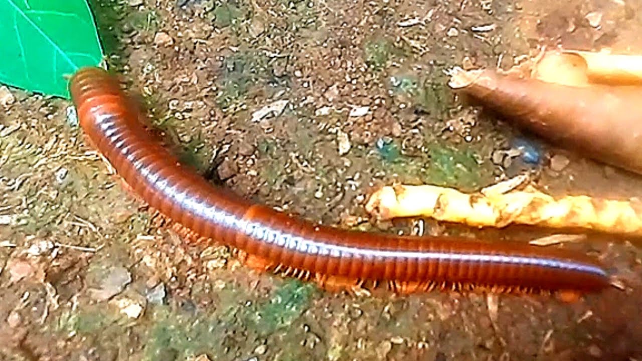 OMG....CATCH BIG MILLIPEDE MONSTER