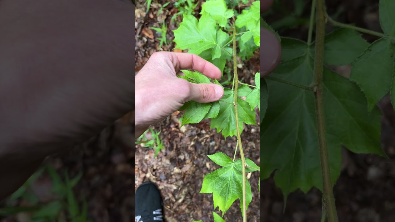 Alisier des bois, Sorbus torminalis : comment le reconnaître ?