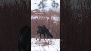 Marvelous MOOSE Savors Irresistible Treat: A Snack Worth Stalking!
#moose #alcesalces #yellowstonemoose
https://www.youtube.com/c/BWoodPhotography
https://www.bwoodphotography.com
To license footage please contact me at: becca@bwoodphotography.com
Marvelous MOOSE Savors Irresistible Treat: A Snack Worth Stalking! #shorts
#mooseshorts #wildlifeshorts #yellowstoneshorts
Marvelous MOOSE Savors Irresistible Treat: A Snack Worth Stalking! #shorts | Marvelous MOOSE Savors Irresistible Treat: A Snack Worth Stalking! | Moose grazing in winter | Moose in Yellowstone National Park | Bull moose with no antlers | Bull moose grazing on willows | Moose grazing | Yellowstone National Park moose | Yellowstone Moose | Yellowstone grazers | Moose grazing on willows | Wildlife in winter in Yellowstone | Wildlife in winter | Moose eating willows |
🎵 Music in this video 🎵:
https://artlist.io/Becca-1378936
ALL IMAGES IN THIS VIDEO ARE COPYRIGHTED, ©Becca Wood - B. Wood Photography. No part of this video shall be downloaded, altered or reproduced in any way or by any means without the formal written permission of B. Wood Photography. All Rights Reserved
🎞️ My Gear:
Cameras 📷:
Canon 1 DX Mark III camera
Canon 1 DX
Canon 5d Mark II
GoPro 9 Black
GoPro 7 Silver
DJI Mavic Air 2
Lenses:
Canon EF 400mm f/2.8L IS II USM Lens
Canon EF 600mm f/4L IS III USM Lens
Canon EF 100-400mm f/4.5-5.6L IS II USM Lens
Canon EF 70-200mm f/2.8L IS II USM Lens
Canon EF 100mm f/2.8L Macro IS Usm Lens
Canon 1.4x Extender
Canon 2.0x III Extender
Gitzo carbon fiber tripod
Manfrotto tripod
Manfrotto monopod
Joby Gorilla Pod
Website: https://www.bwoodphotography.com
Celebrating Life Magazine: https://www.bwoodphotography.com/Products/Magazine
Social Media:
Facebook: @BWoodPhotos
Instagram: @bwoodphotography
God is in the details. Ludwig Mies van der Rohe Marvelous MOOSE Savors Irresistible Treat: A Snack Worth Stalking!