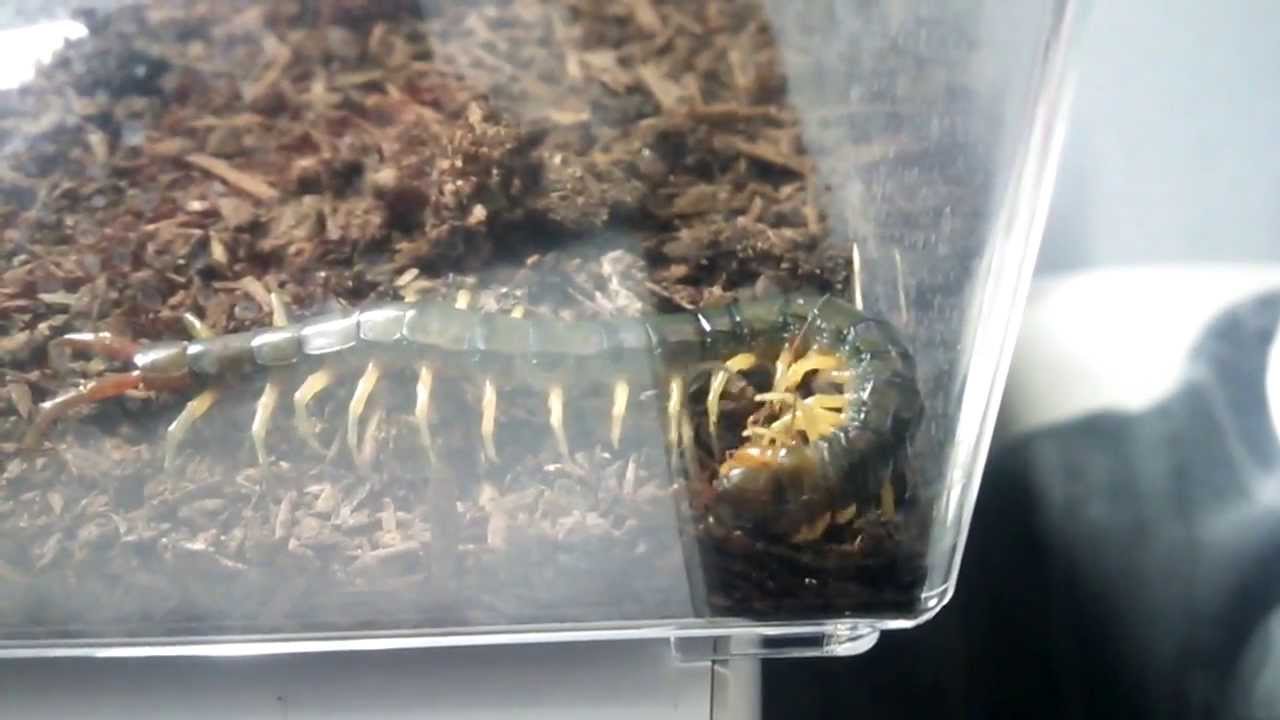 テラフォーマーズ 第8巻発売 あの シーン2ページ加筆や あの キャラの解説が掲載 なんだかおもしろい