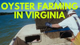 How Two Cousins Helped Revive America’s Oyster Industry