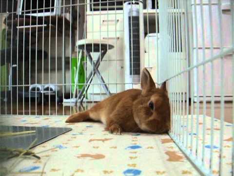 眠気を必死でこらえるうさぎ