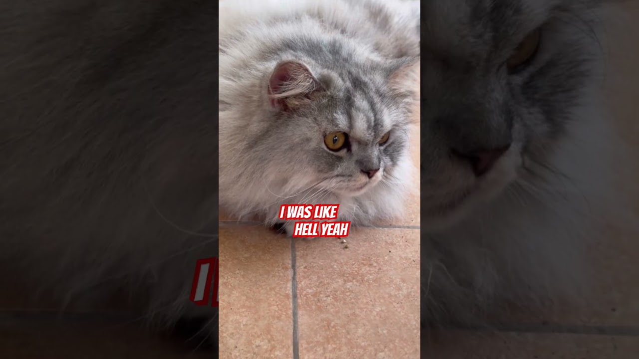 BIGGEST HUMP HARYANA BACHA OX OF 2026 BHOLA OF ANSARI AGRO CATTLE FARM Shorts Viral Trending - YouTube Auto PHP Script