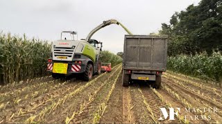 Maize harvest 2024 ✅ -Claas Jaguar 860 -John Deeres on trailers back to the farm and JCB pushing up