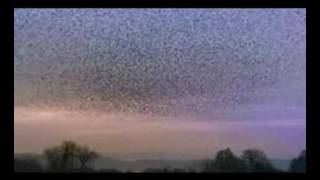 Carling - Starlings (Hard Fi - Living For The Weekend)