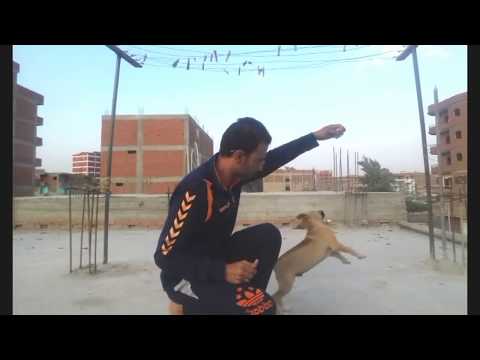 فيديو: كيفية تعليم الكلب إحضار عصا