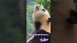 선슈핑 하늘을 한없이 바라보며💦 할부지💦를 엄마💦를 기다리는 푸바오💦💦💦 제발🙏한국 고향으로 갈 수 있게 도와주세요🙏