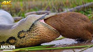 Wild Amazon | Once the Anaconda Strikes… There Is No Escape | 4k Animal Documentary