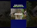 서울 도심에 등장한 마지막 고양잇과 맹수 #shorts / 스브스뉴스