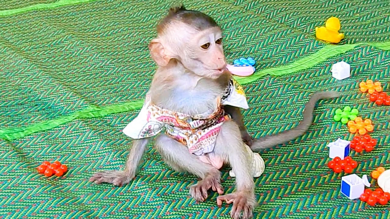 Adorable baby monkey LivLiv calls her brother |Animals MT