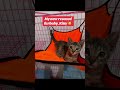 #furbaby #puspin #rescuedkitten #kitty