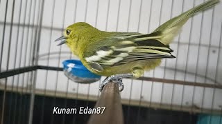 Duel 2 sirtu gacor adu mental..sangat cocok untuk merangsang mental sirtu bahan.