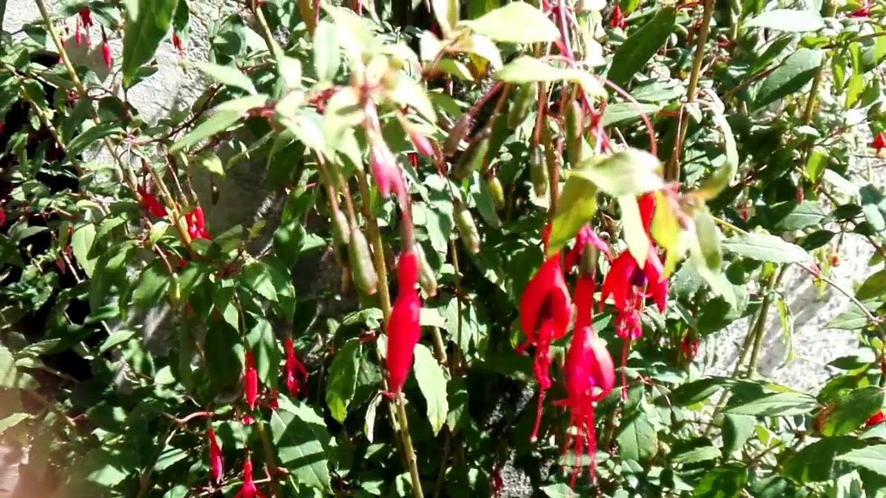 Fuchsia magellanica (Fuchsia)