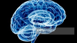 rat brain anatomy | 3D Rat Anatomy | Software Anatomia de Rato | v1.0