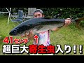 【巨大寄生虫現る】筏で釣ったブリを捌いたら1000匹以上の虫の塊だった!!!!