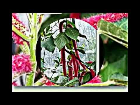 Video: Chenille Plant Info - Pflege von Chenille Red Hot Cattails