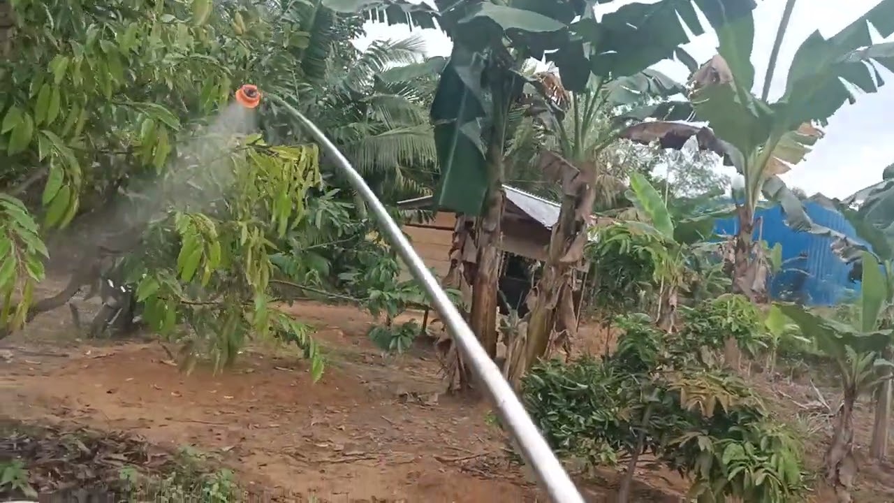 cara dan manfaat pemberian asam humat #fruit #buah #durianindonesia #durian #pertanian 