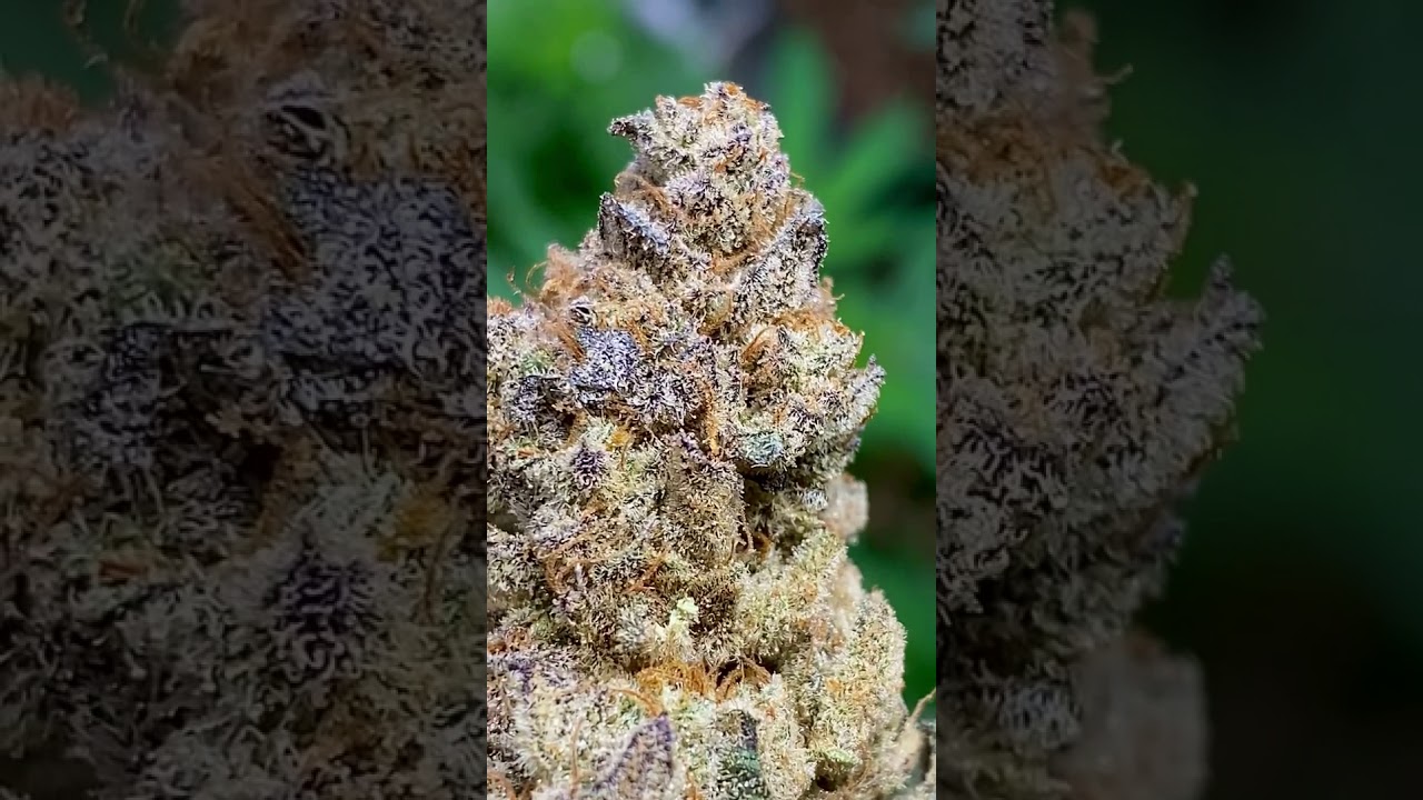 Monkey Berries - Exotic Genetix | KINGSEEDS