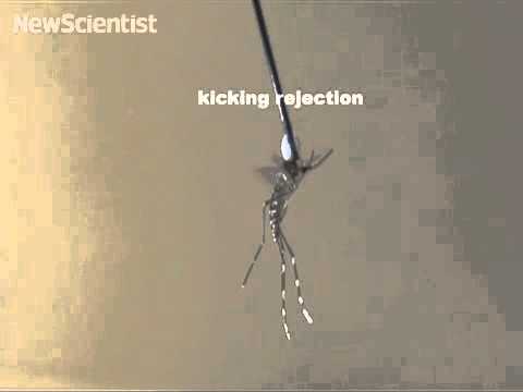 science jobs london Mosquito rejects out of tune suitors