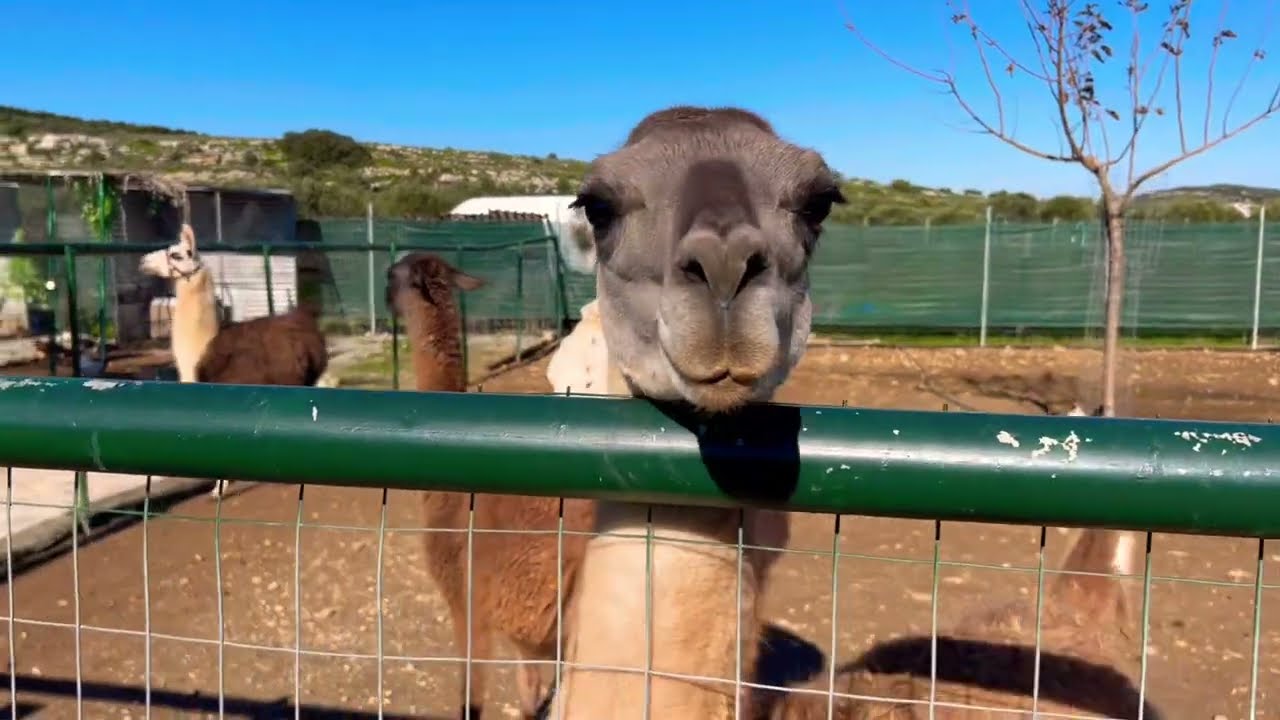 walking tour Crete Animal Park 
