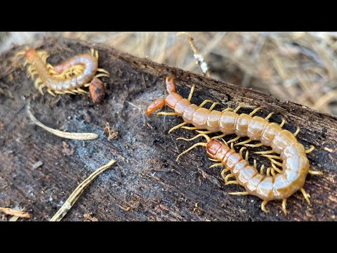 Looking for California Forceps Centipedes