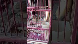 Makann Seng Banyak Biar Kenyang