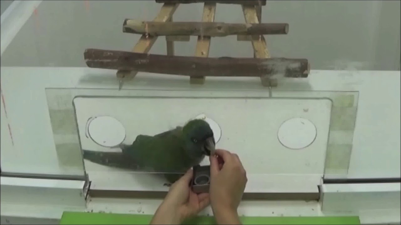 Economic Decision-Making in Parrots