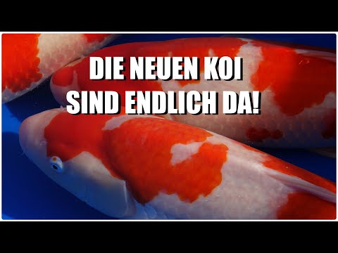 koiteichblog-[166]-★-neu-ist-immer-besser!-die-neuen-koi-sind-endlich-da!