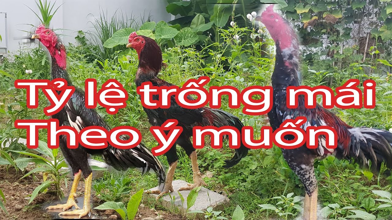 Cách để gà ấp nở nhiều gà trống hoặc nhiều gà mái  | Nguyễn Viết Hòa