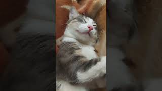 المشيشة تاعي