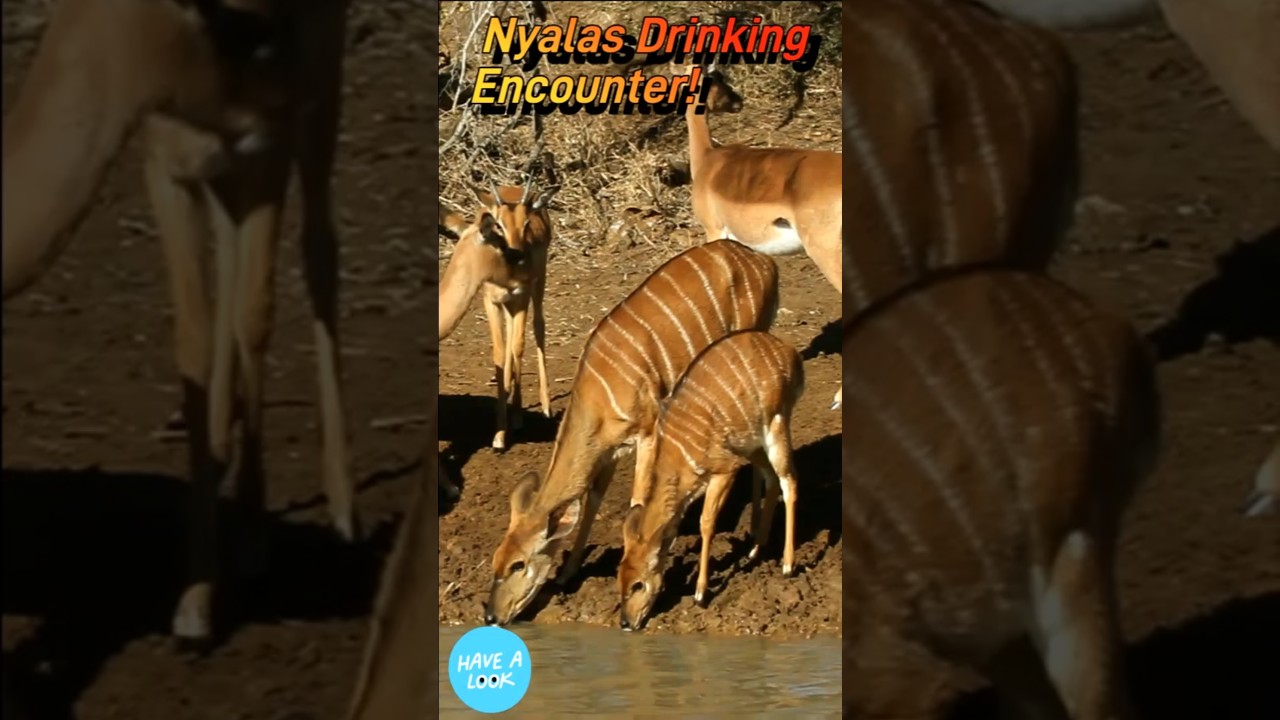 THRILLING Nyalas Drinking Encounter in Wild South Africa!